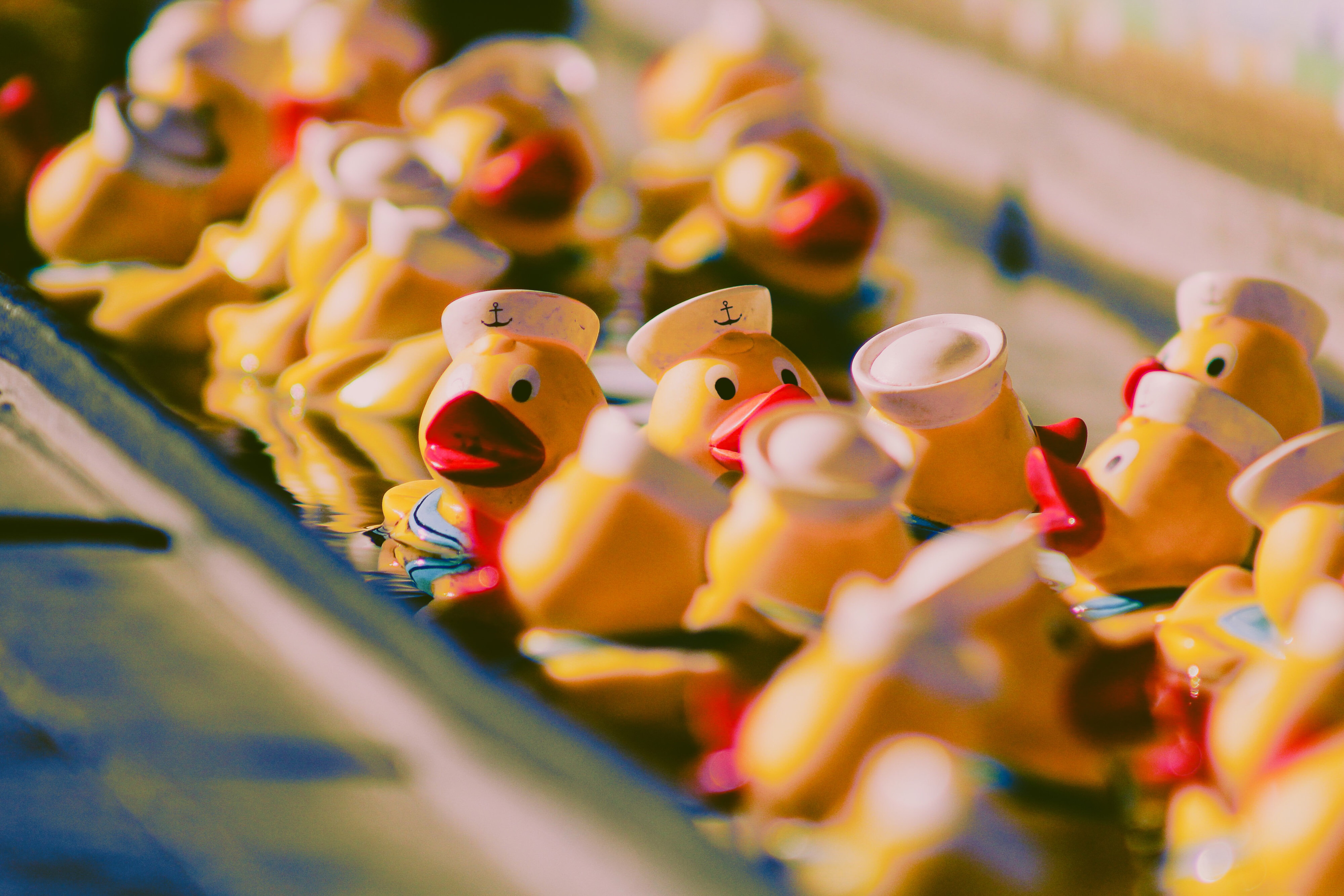 Cruising Ducks